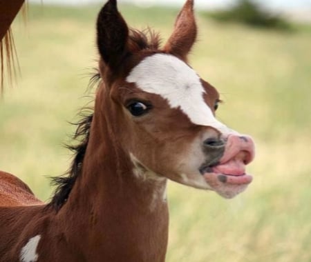 Funny Colt - horses, funny, animals, eyes