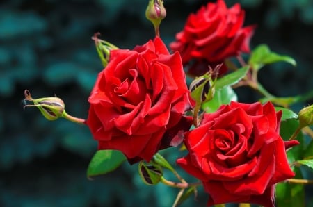 Garden roses - buds, fragrance, roses, summer, lovely, pretty, macro, red, petals, beautiful, leaves, scent, flowers, garden