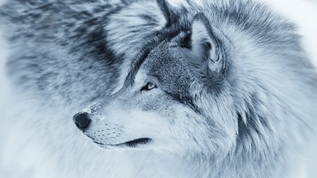 Wolf Blues - Dogs & Animals Background Wallpapers on Desktop Nexus ...