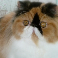 Calico Persian