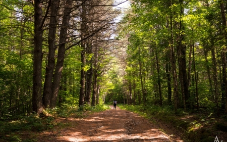 Forest Path - forest, path, trees, road