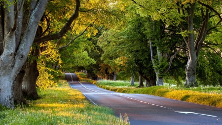 In the forest - road, forest, tree, amazing