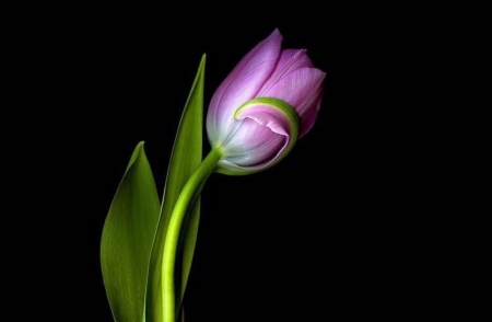 Purple Love - one, purple, tulip, flower