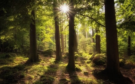 Sun in Mossy Forest - moss, trees, forest, sun