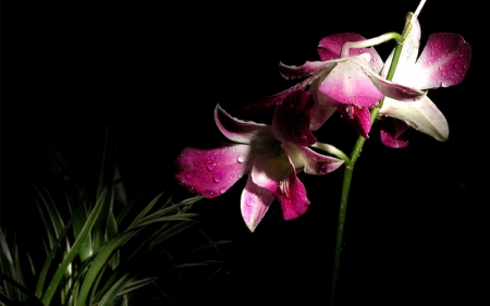 Beautiful orchid - nature, flowers, orchid, beautiful