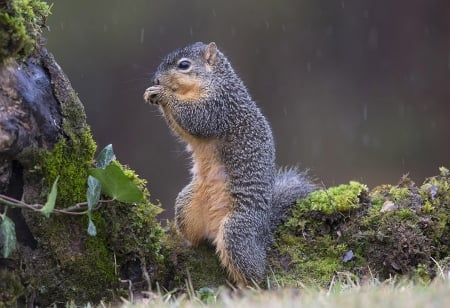 Lunch time - lunch, animal, squirrel, time