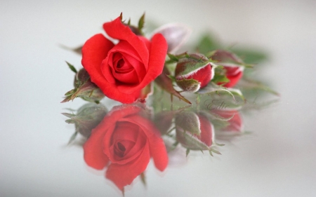 Love Rose - nature, love, red, rose, flower