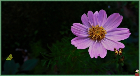 amanda - melody, summer, garden, spring, flower, park