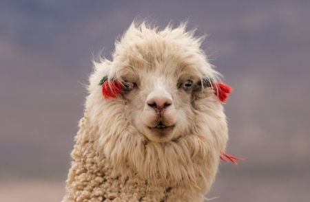 Alpaca - alpaca, white, animal, red, cute, lama, face