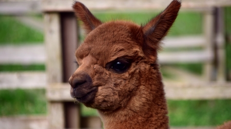 Alpaca - face, brown, animal, cute, alpaca, lama