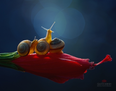 Snails - snail, red, blue, duongquocdinh, cute, flower