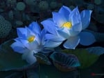 Blue lotuses