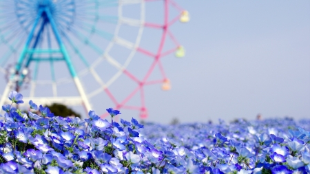 Summer - white, summer, flower, pink, field, wheel, blue