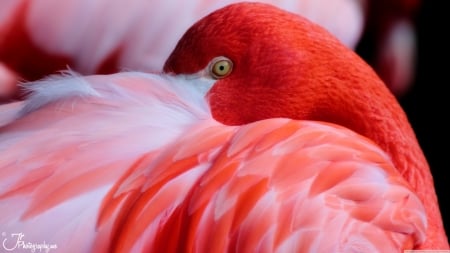 Flamingo - feather, pasare, bird, flamingo, eye, skin