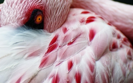 Flamingo - feather, pasare, bird, pink, flamingo, eye, skin