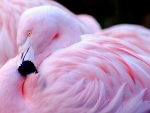 Chilean flamingo