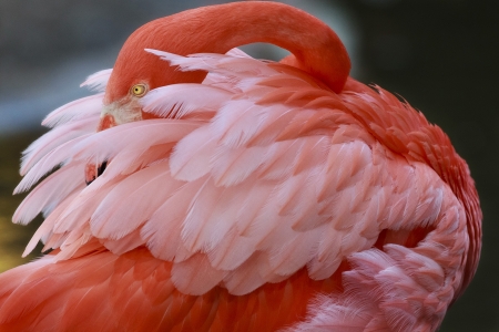 Flamingo - feather, pasare, bird, pink, flamingo, texture, eye, skin