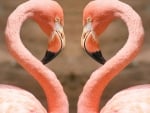 Flamingos