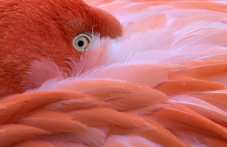 Flamingo eye - bird, skin, summer, pasare, feather, pink, flamingo