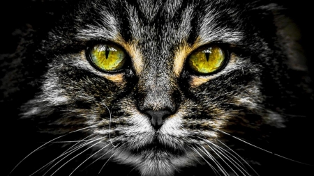 Cat - skin, black, yellow eyes, animal, pisica, face, cat