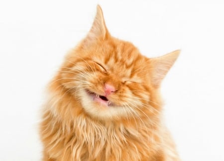 My weekend face :-)  - cat, funny, pisica, kitten, ginger, white, face, mood, animal, orange, smile