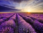 Sunset over a lavender field