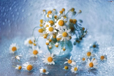 Camomiles - jar, camomiles, glass, flower