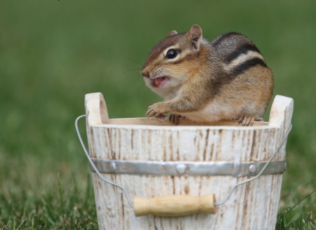 Chipmunk - tail, chipmunk, animal, squirrel