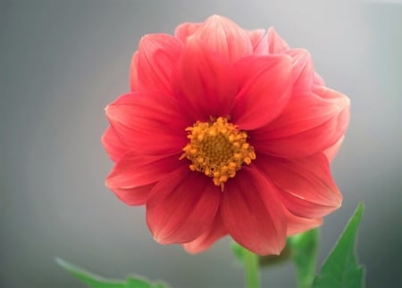 Dahlia - plants, Dahlia, flower, nature