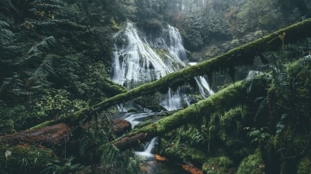 Rain Forest Waterfall - waterfall, forest, nature, rain