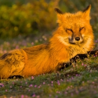 Fox