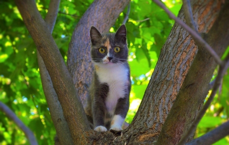 Kitten on tree - pussy, cat, kitty, meow, kitten