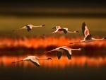 Greater flamingos flying at sunset