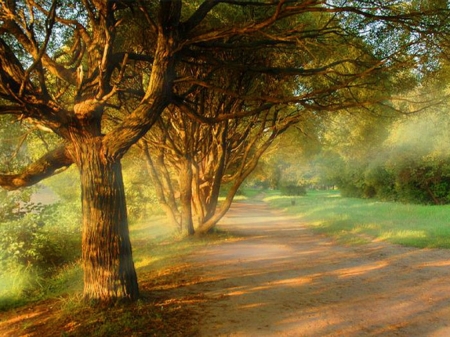 Country stroll - road, trees, country, peaceful