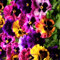 Pansy patch