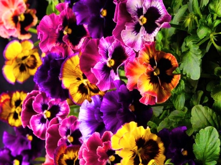 Pansy patch - flowers, gardn, colors, pansies