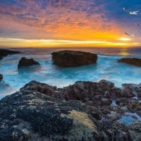 Gulls at Sunset