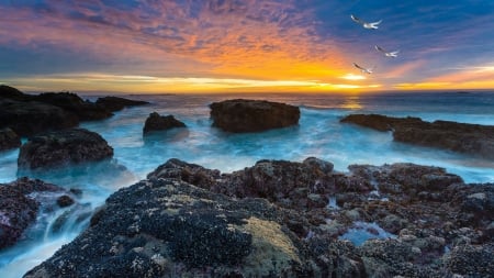 Gulls at Sunset - birds, beach, sea, sunrise, ocean, sea gulls, Firefox Persona theme, sunset, waves, sky, rocks