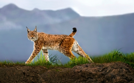 Lynx in the Wild - mountains, animals, lynx, eyes