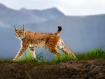 Lynx in the Wild