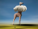 Funny giraffe