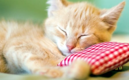 Sleeping kitten - paw, pillow, cat, nap, pisica, kitten, red, animal, sweet, cute