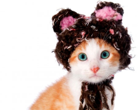 Kitten - hat, ears, anima, pink, sweet, cat, black, pisica, kitten, funny, cute