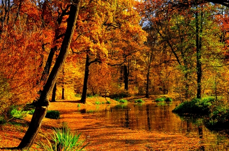 Autumn - autumn, forest, pond, trees