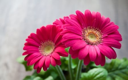 PRETTY PINK GERBERAS