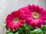 PRETTY PINK GERBERAS