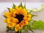 PRETTY SUNFLOWER