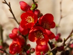 FLOWERING QUINCE