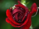 WATERDROPLETS ON RED ROSE