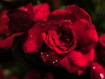 RED ROSES